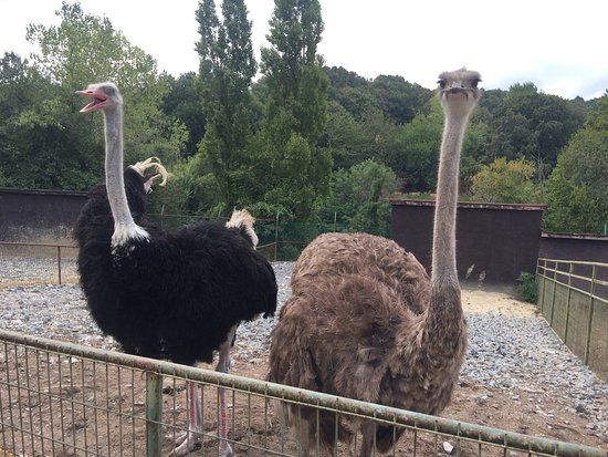 Polonezköy Hayvanat Bahçesi ve Doğal Yaşam Parkı